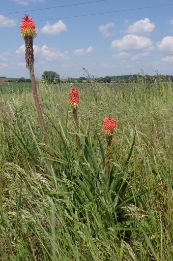 Kniphofia ×praecox