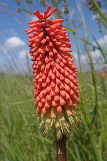 Kniphofia ×praecox