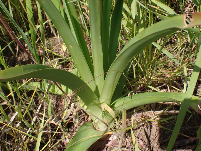 Kniphofia ×praecox