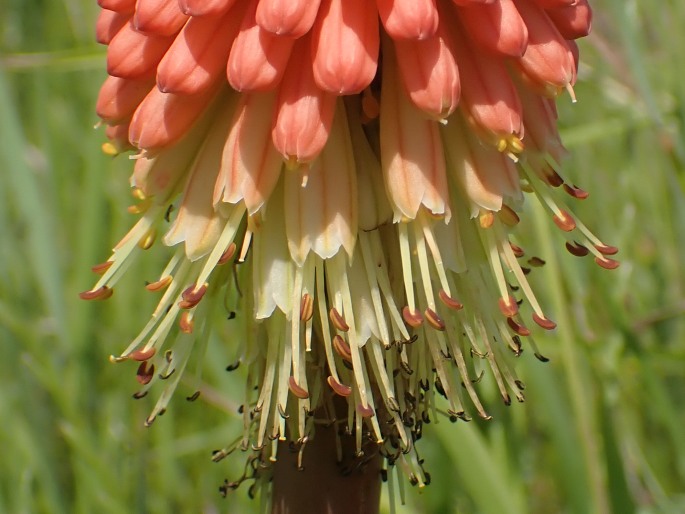 Kniphofia ×praecox