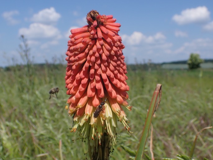 Kniphofia ×praecox