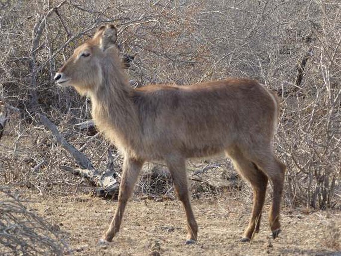 Kobus ellipsiprymnus, voduška velká