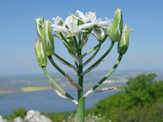 Ornithogalum kochii