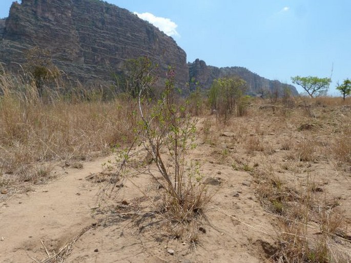 Koehneria madagascariensis