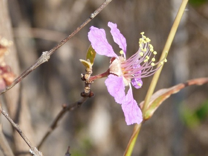 Koehneria madagascariensis