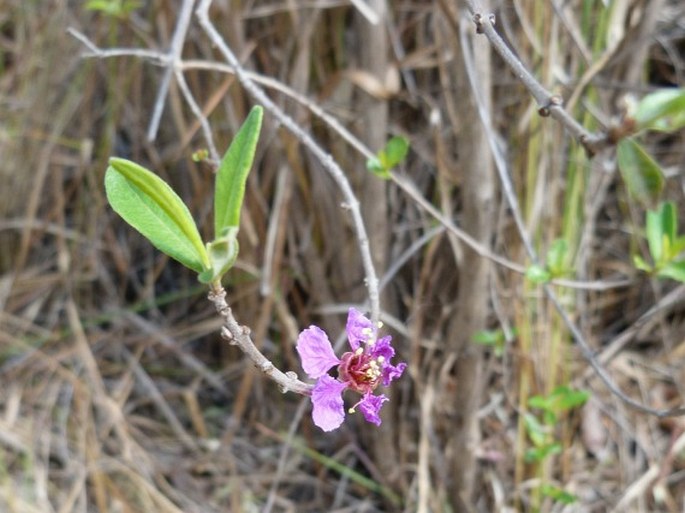 Koehneria madagascariensis