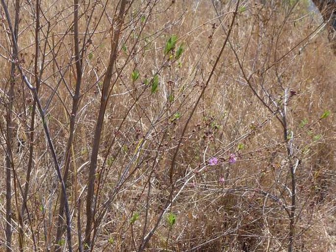 Koehneria madagascariensis