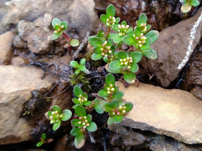 Koenigia islandica