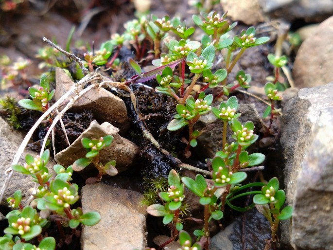 Koenigia islandica