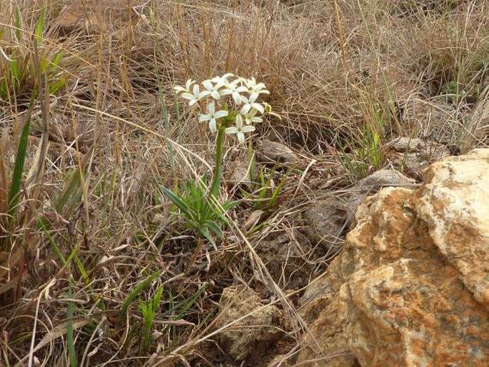 Kohautia amatymbica