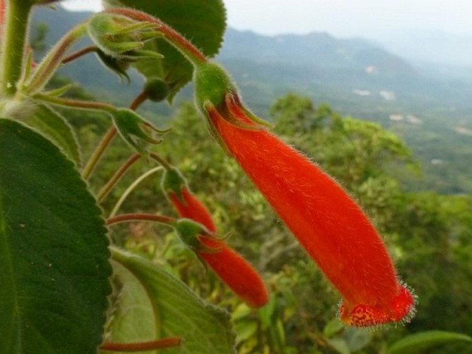 Kohleria hirsuta