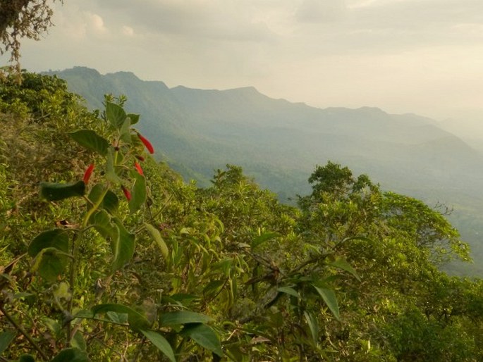 Kohleria hirsuta