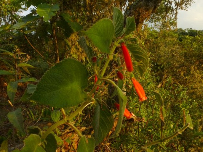 Kohleria hirsuta