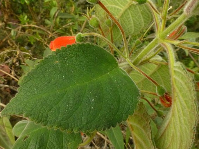 Kohleria hirsuta