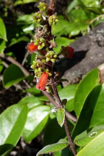 Kohleria spicata