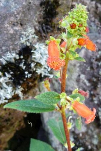 Kohleria spicata