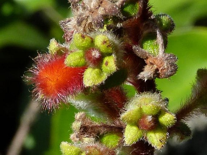 Kohleria spicata