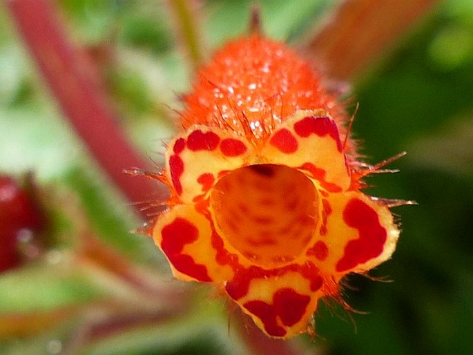 Kohleria tubiflora