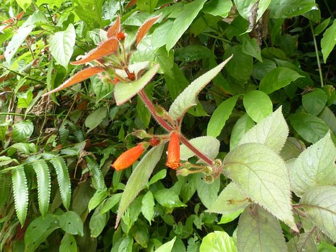 Kohleria tubiflora