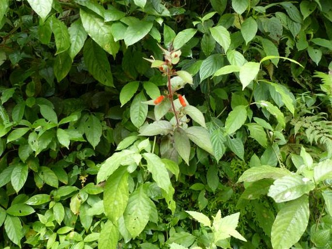 Kohleria tubiflora