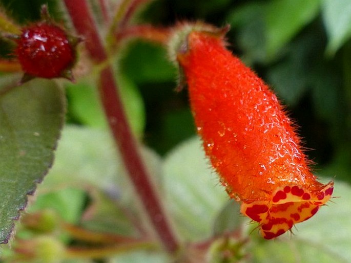 Kohleria tubiflora