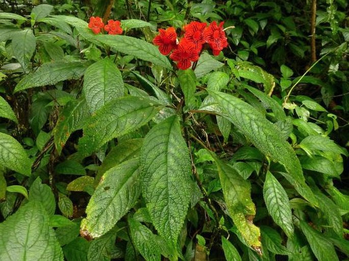 Kohleria inaequalis