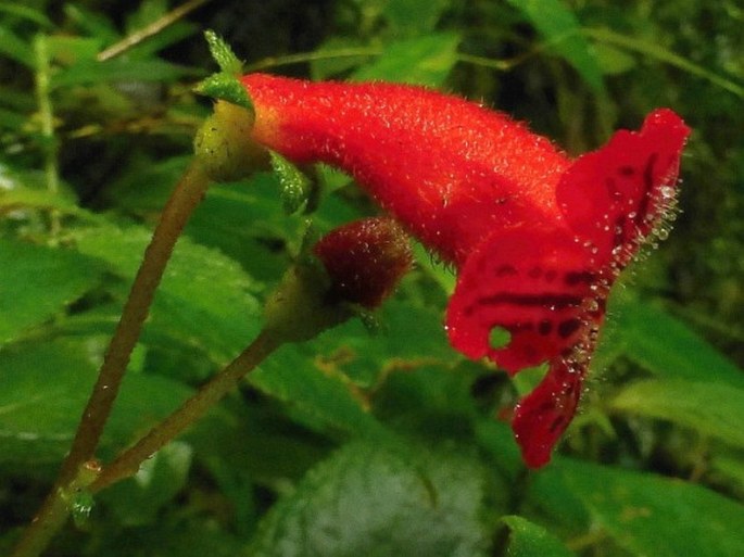 Kohleria inaequalis