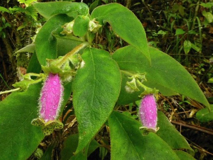 Kohleria warszewiczii