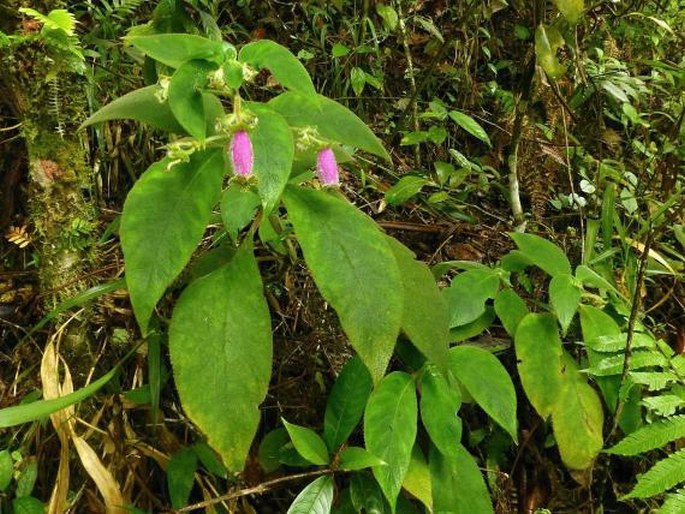 Kohleria warszewiczii