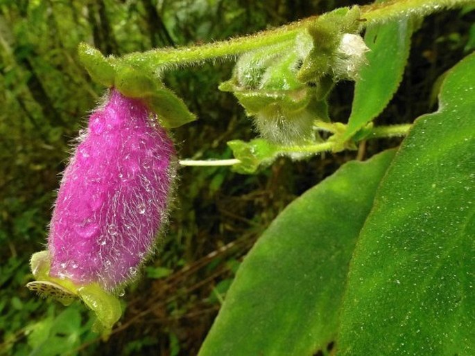 Kohleria warszewiczii