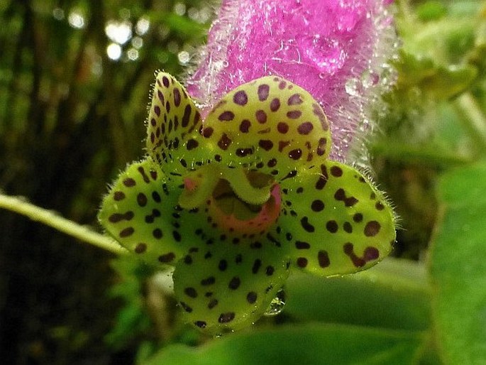 Kohleria warszewiczii