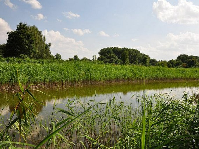 Poděbradské Polabí, Kolínské tůně – přírodní památka