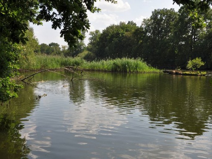 Kolínské tůně - přírodní památka