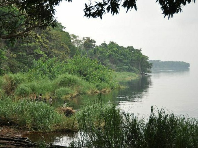 Paleotropis – Guinejsko-konžská oblast – Konžská provincie