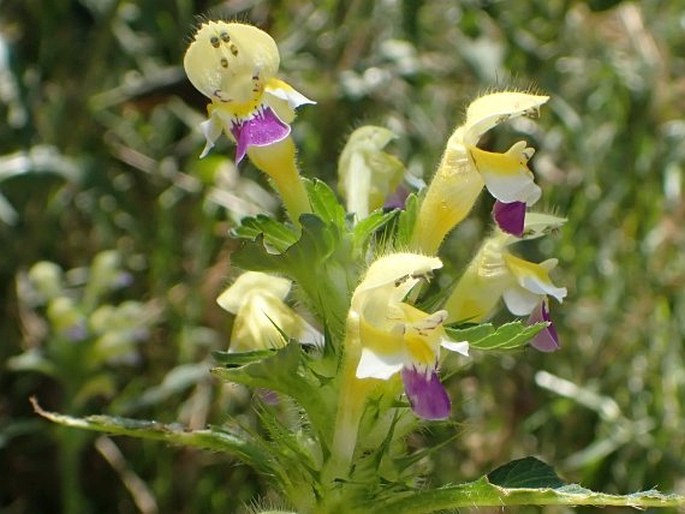 Galeopsis speciosa