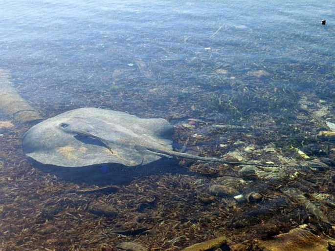 Belize Barrier Reef Reserve System