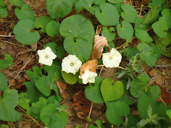 Ipomoea obscura