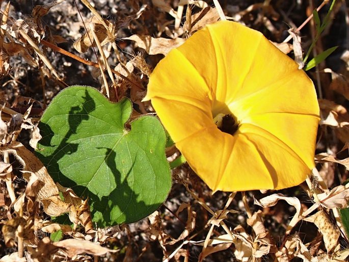 Ipomoea obscura