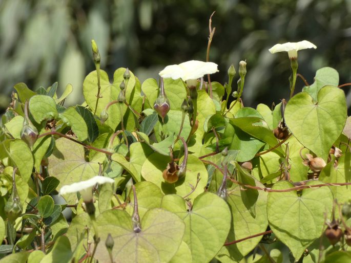 Ipomoea obscura