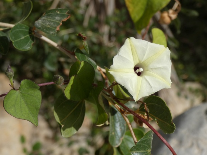 Ipomoea obscura