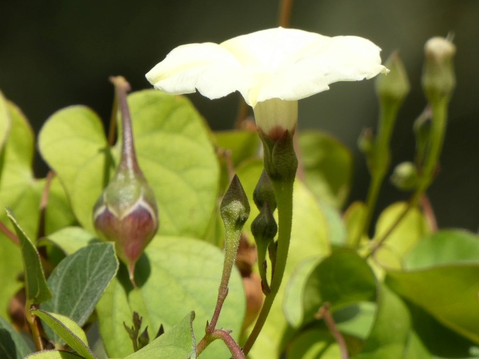 Ipomoea obscura