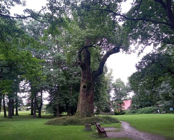 Körnerův dub v Dalovicích