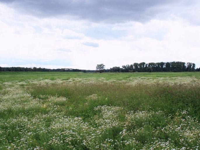 Dyjsko-svratecký úval, Soutok, Košárské louky