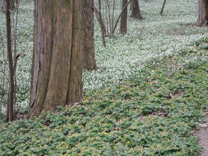 Přírodní rezervace Kostelecký zámecký park