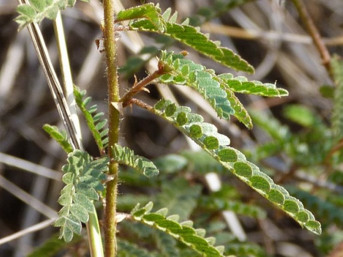 Kotschya africana