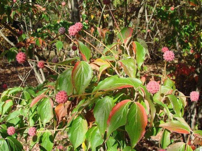 Cornus kousa