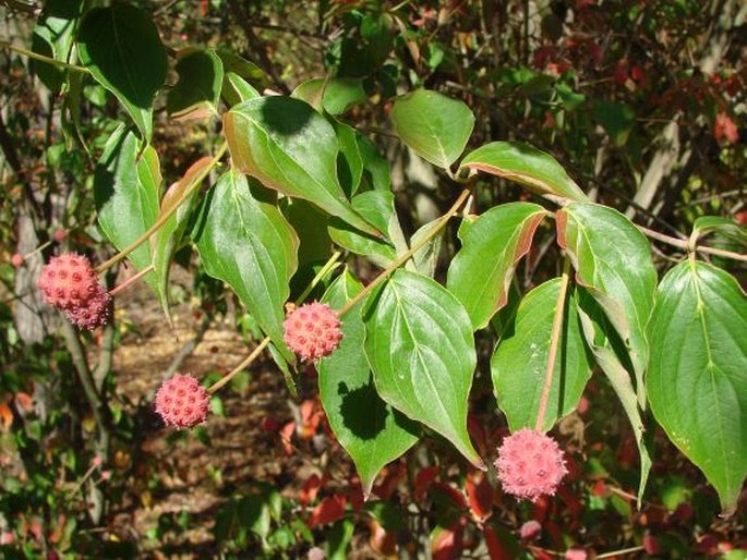 Cornus kousa