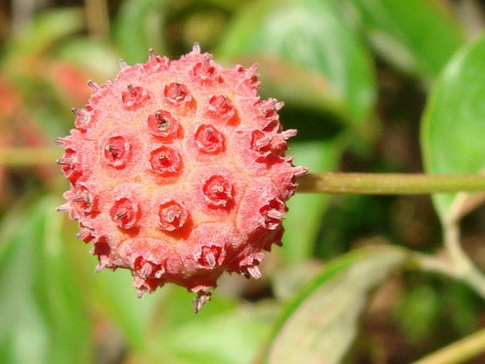 Cornus kousa