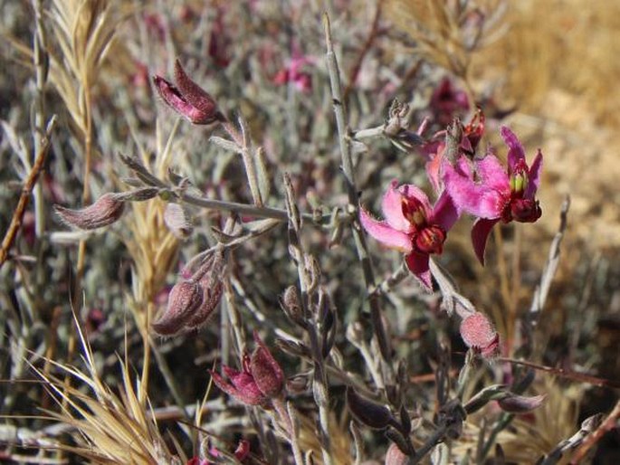 KRAMERIA BICOLOR S. Watson