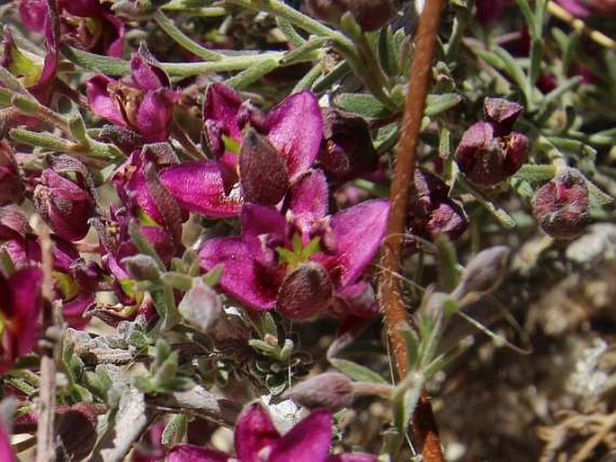 Krameria erecta